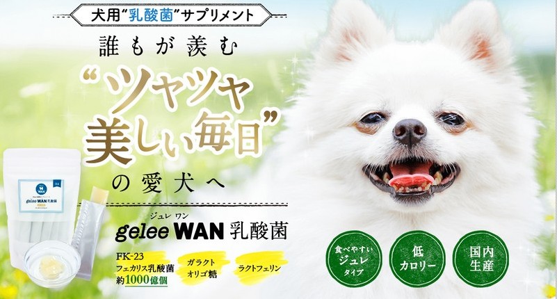 ���p���_�ۃT�v�������g�ygelee WAN ���_�ہz���T�C�g